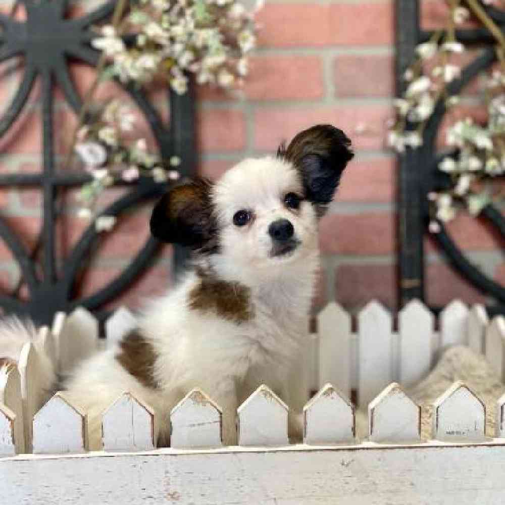 Male Papillon Puppy for Sale in Rogers, AR