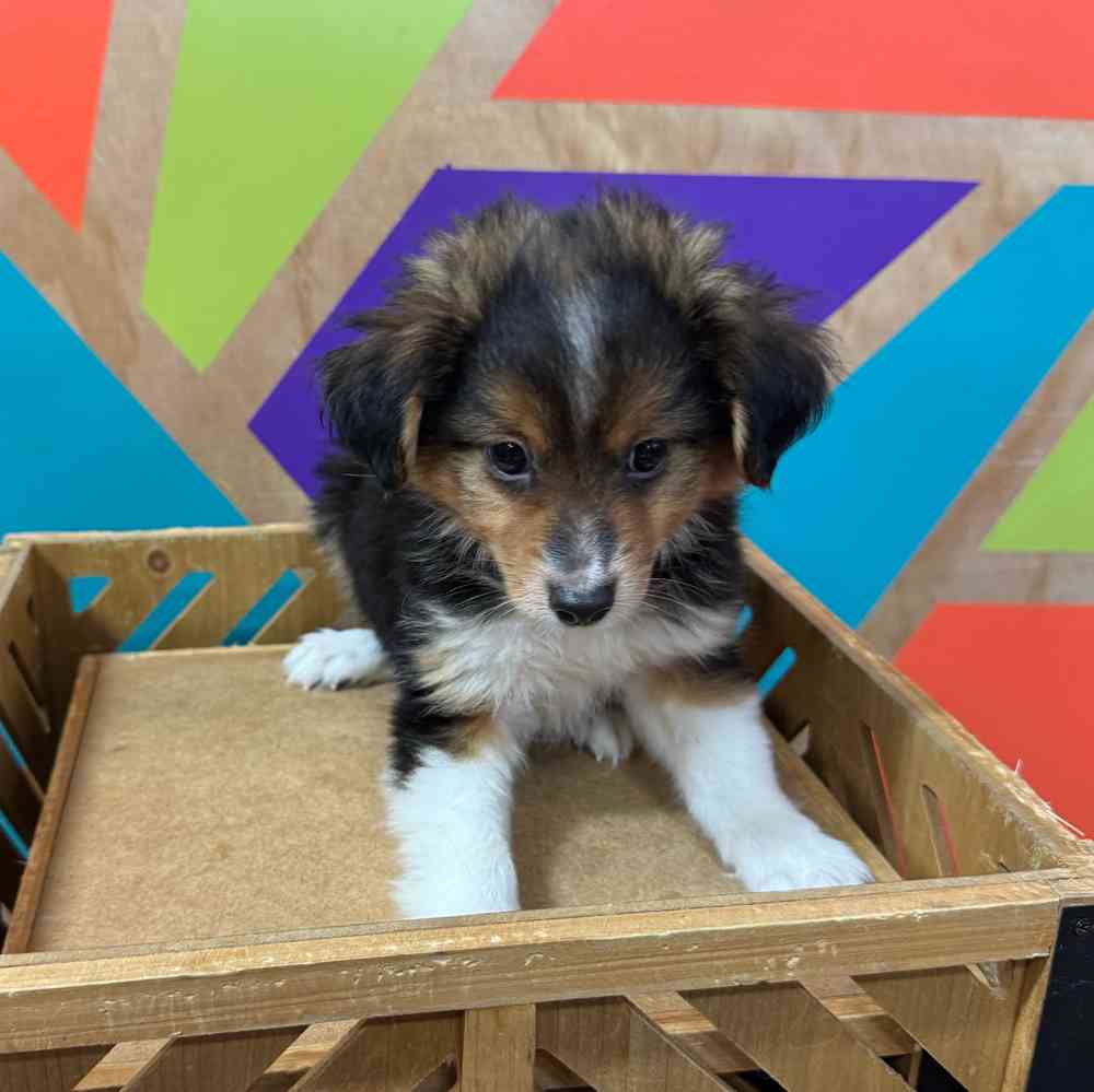 carousel pet images