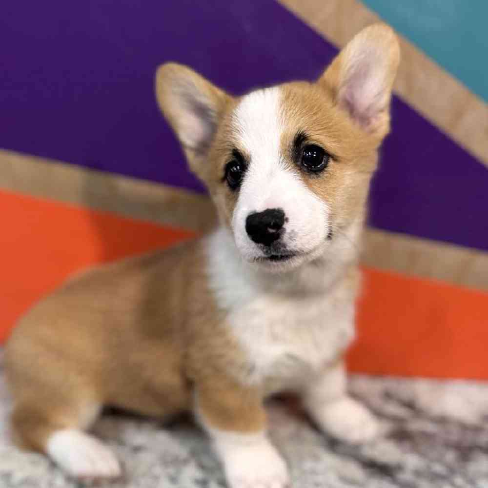 carousel pet images