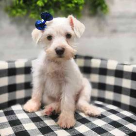 Mini Schnauzer