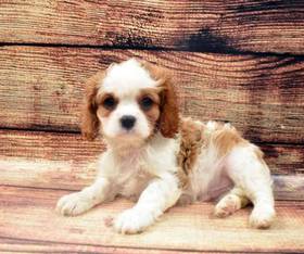 Cavalier King Charles Spaniel