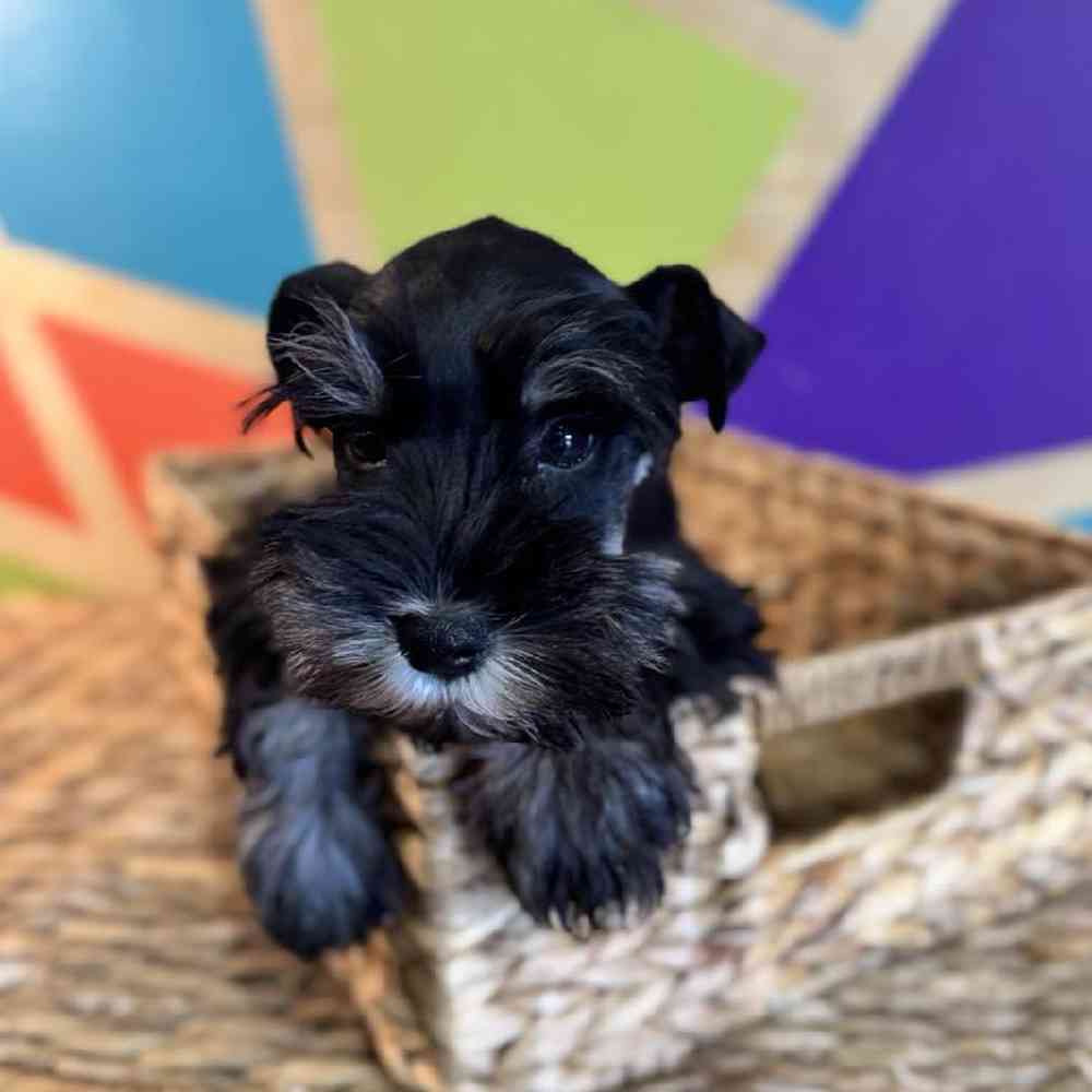 carousel pet images
