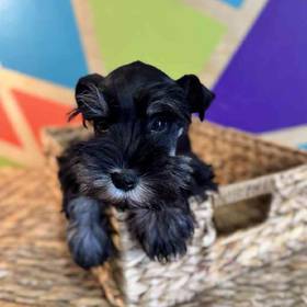 Mini Schnauzer