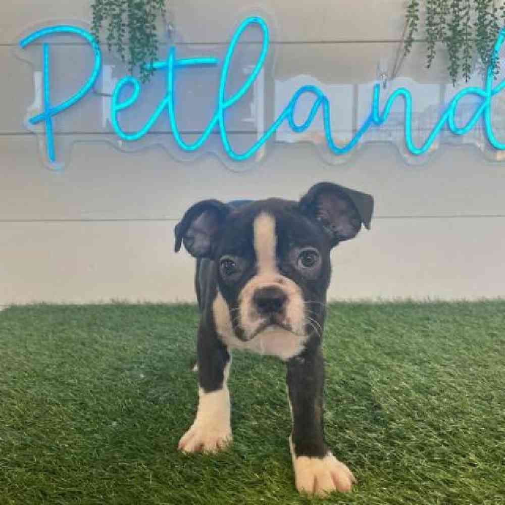 carousel pet images