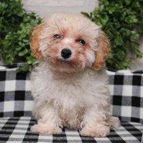 BichonPoo