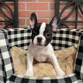 French Bulldog