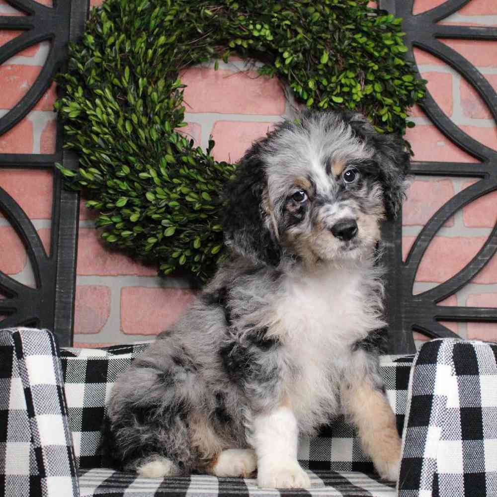 carousel pet images