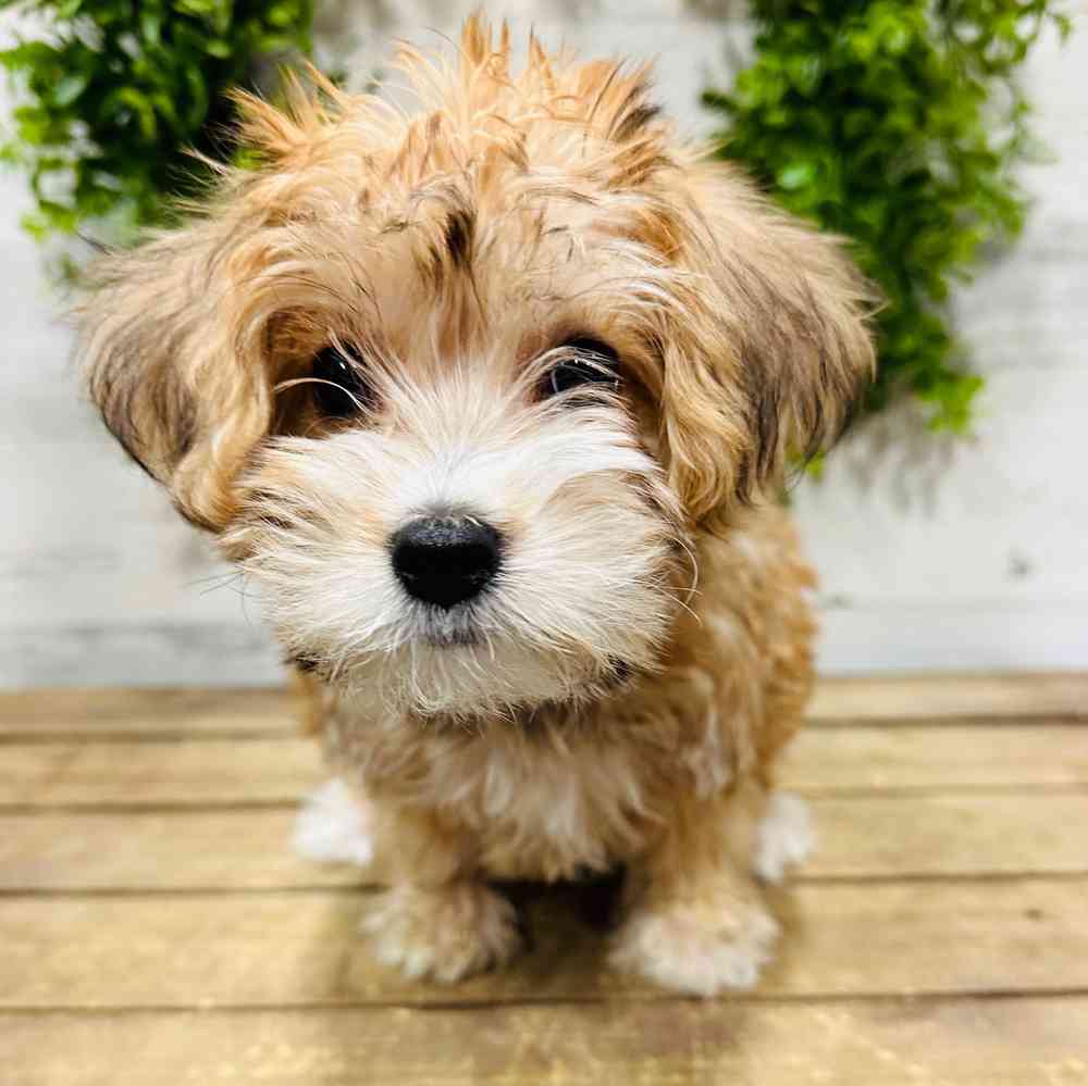 carousel pet images
