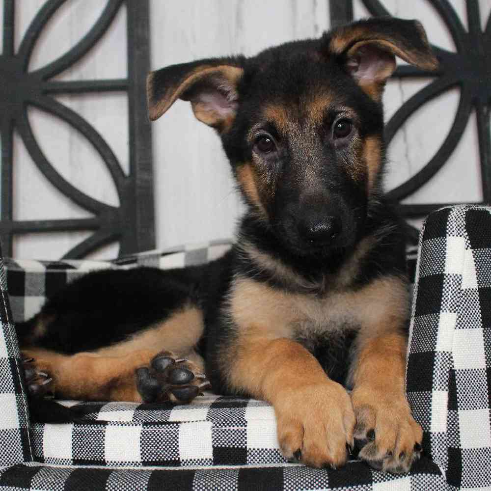 Female German Shepherd Puppy for sale