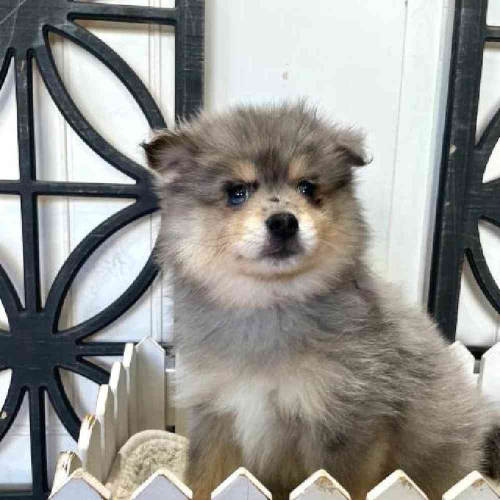 carousel pet images