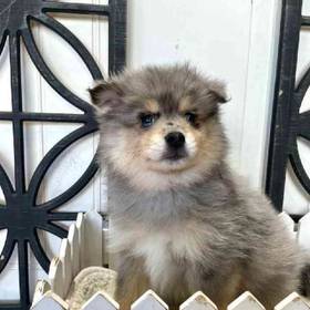 Pomsky