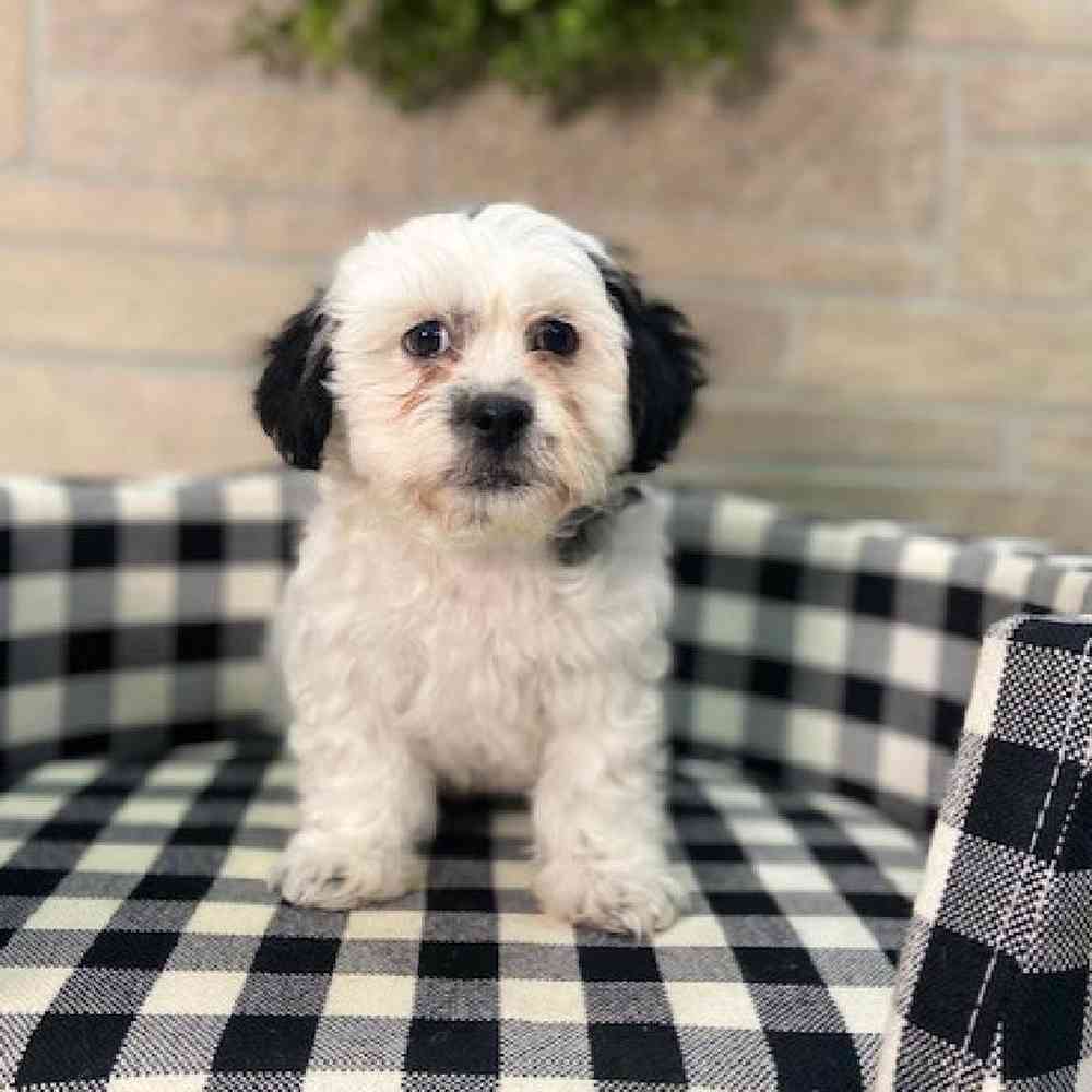 carousel pet images