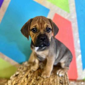 Mini Bulldog