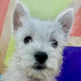 West Highland White Terrier