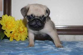Pug