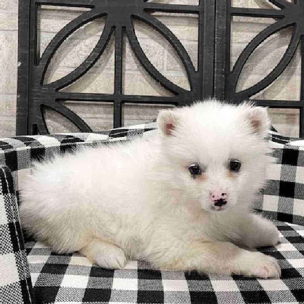 Female American Eskimo Puppy for sale