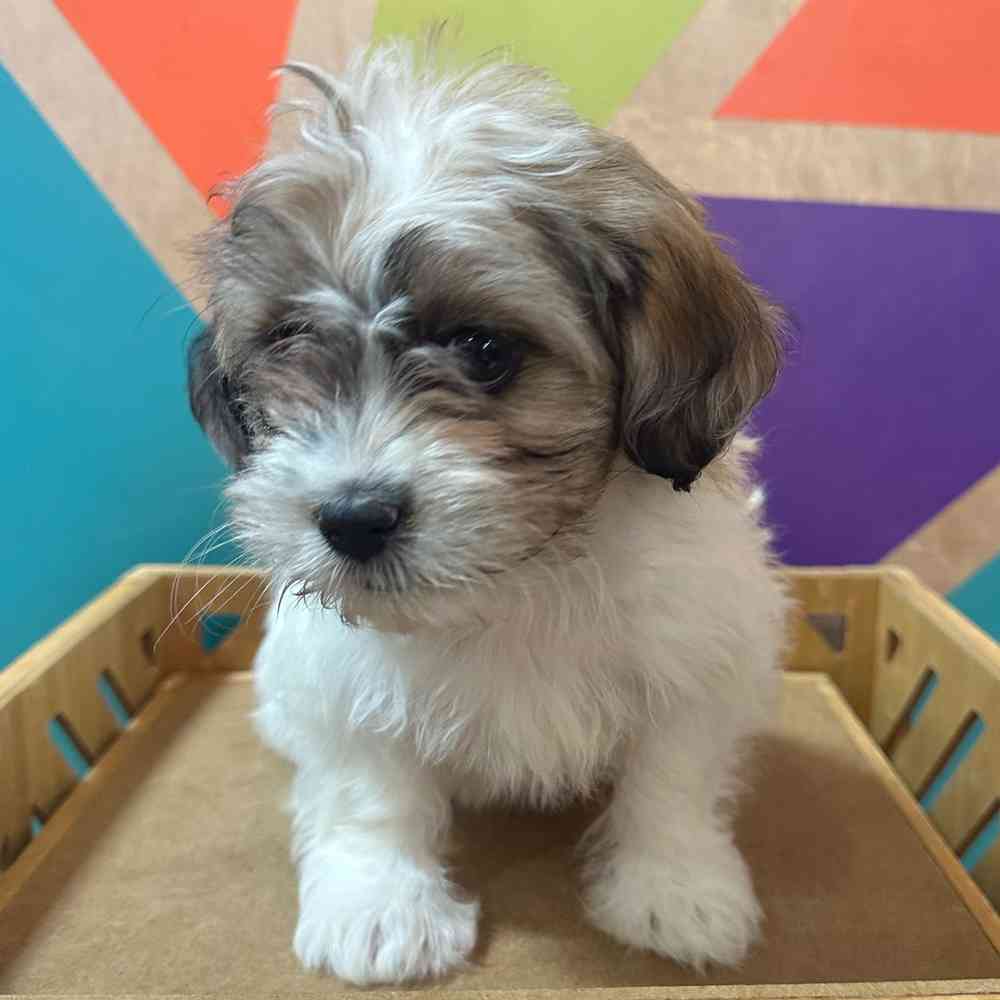 carousel pet images
