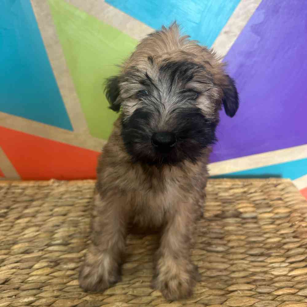 Image of a pet breed in the gallery