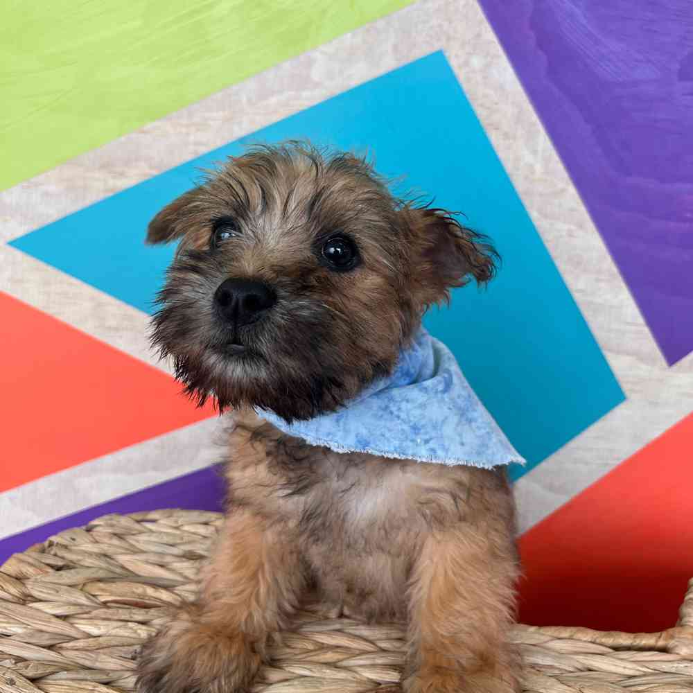 carousel pet images