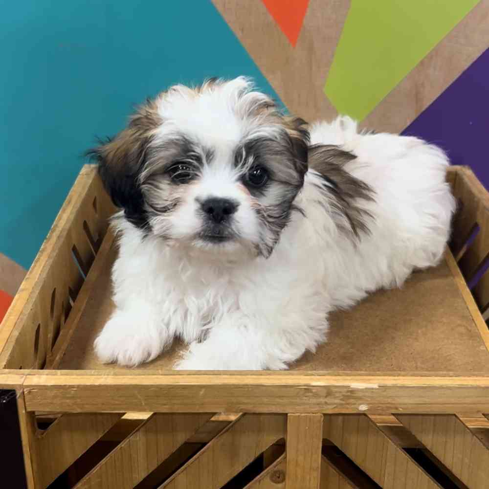 carousel pet images