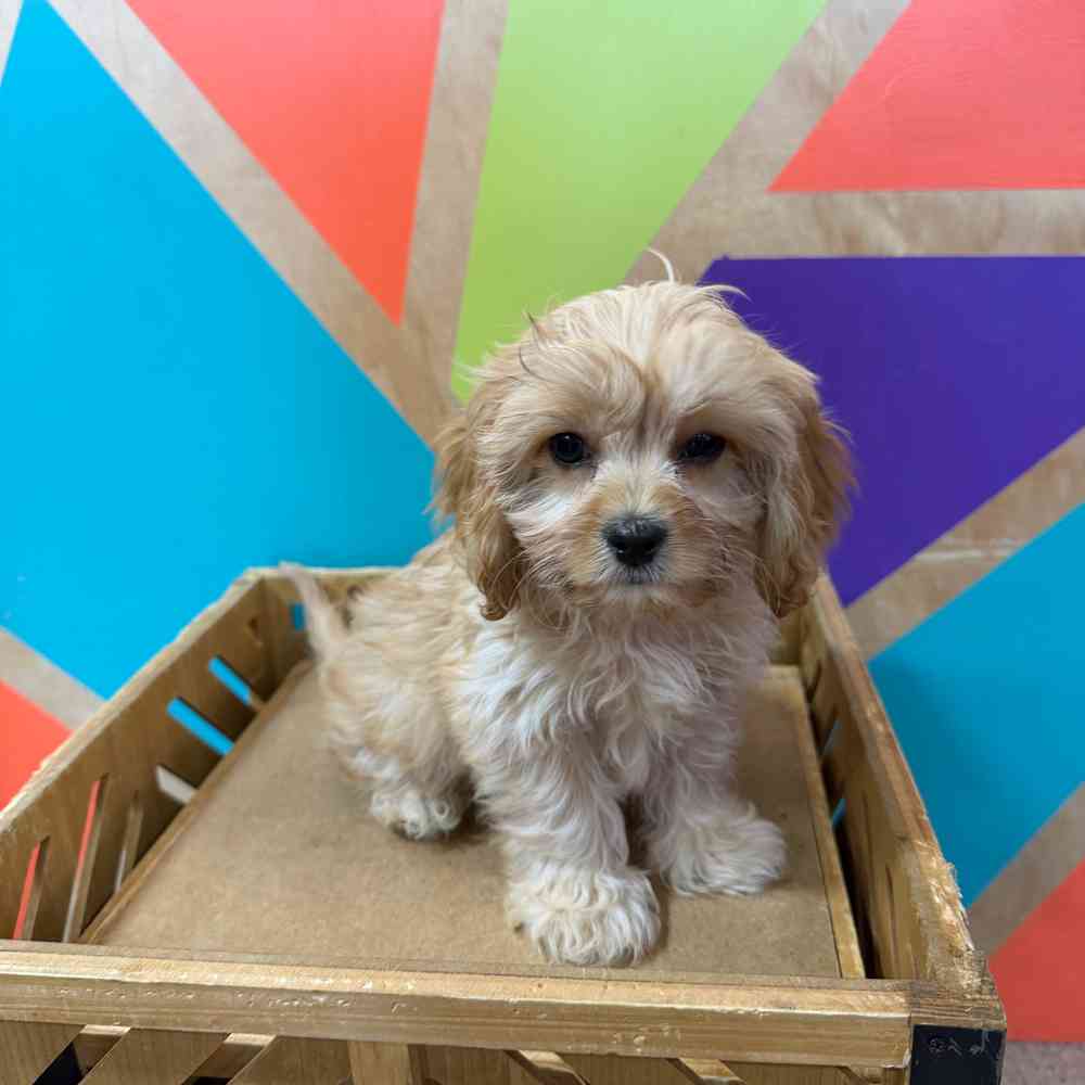 carousel pet images