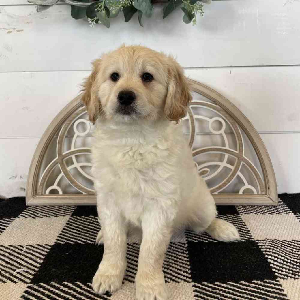Male Mini Goldendoodle Puppies for Sale in Rogers, Arkansas.