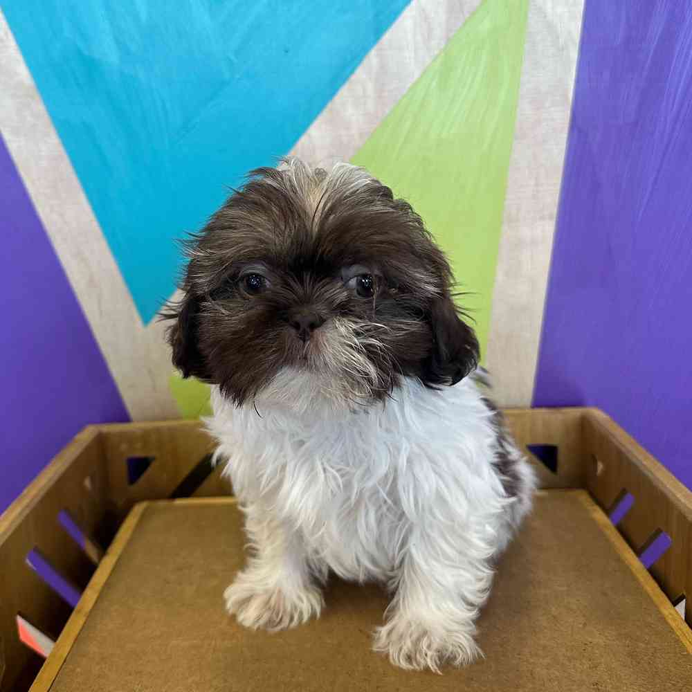 carousel pet images