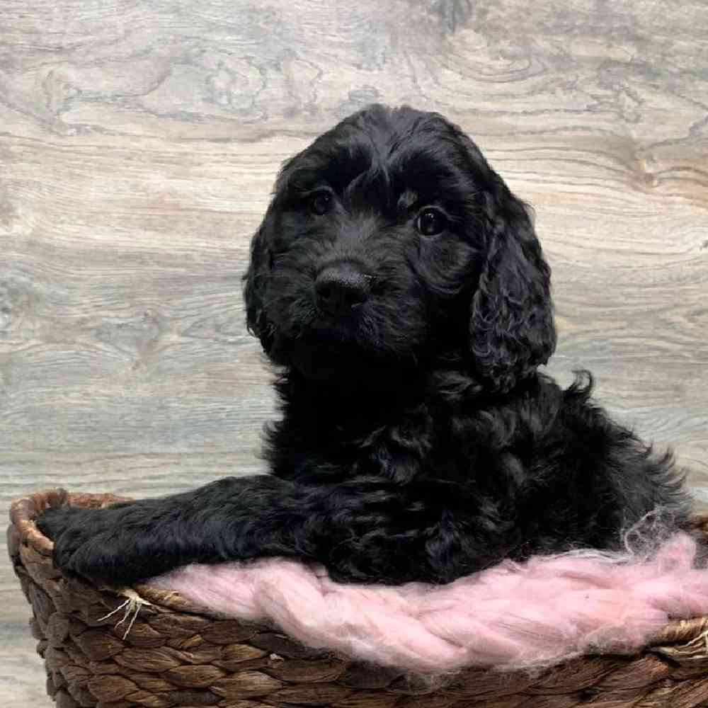 carousel pet images