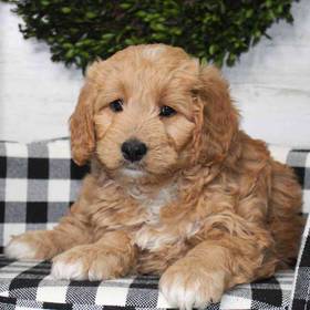 Mini Goldendoodle