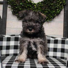 Mini Schnauzer