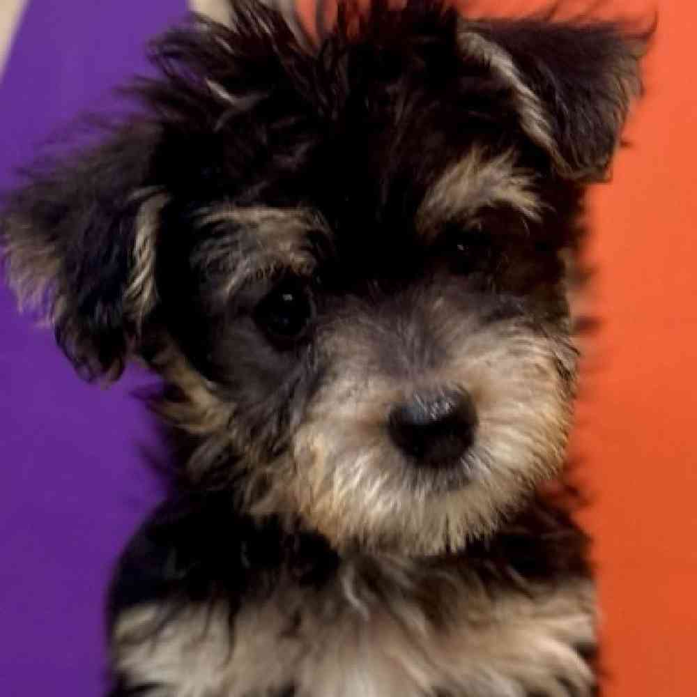 Image of a pet breed in the gallery