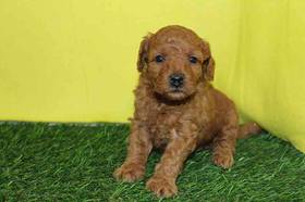 Mini Goldendoodle