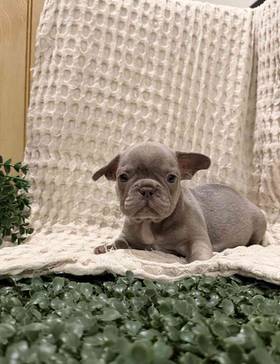 French Bulldog