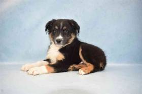 Australian Shepherd