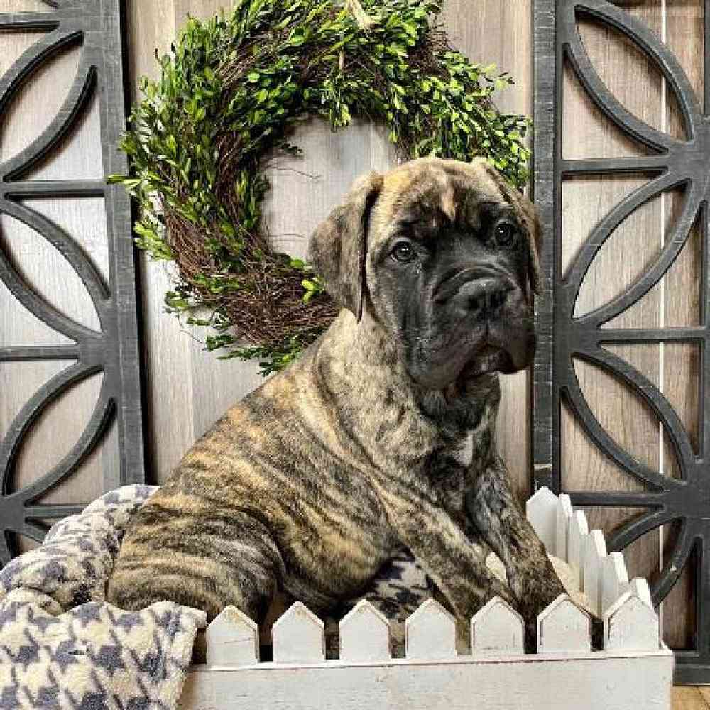 Brindle bullmastiff best sale puppies for sale