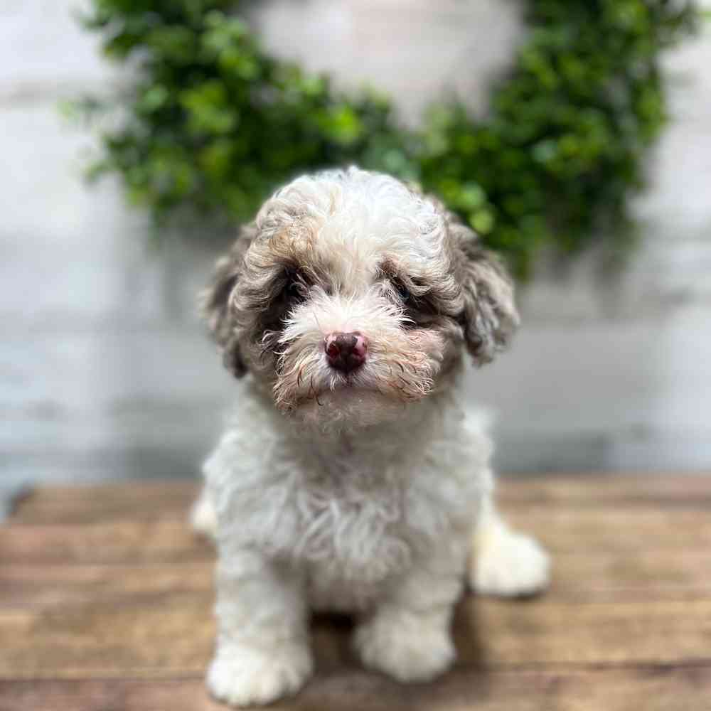 carousel pet images