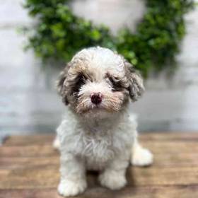 Bichon-Poodle