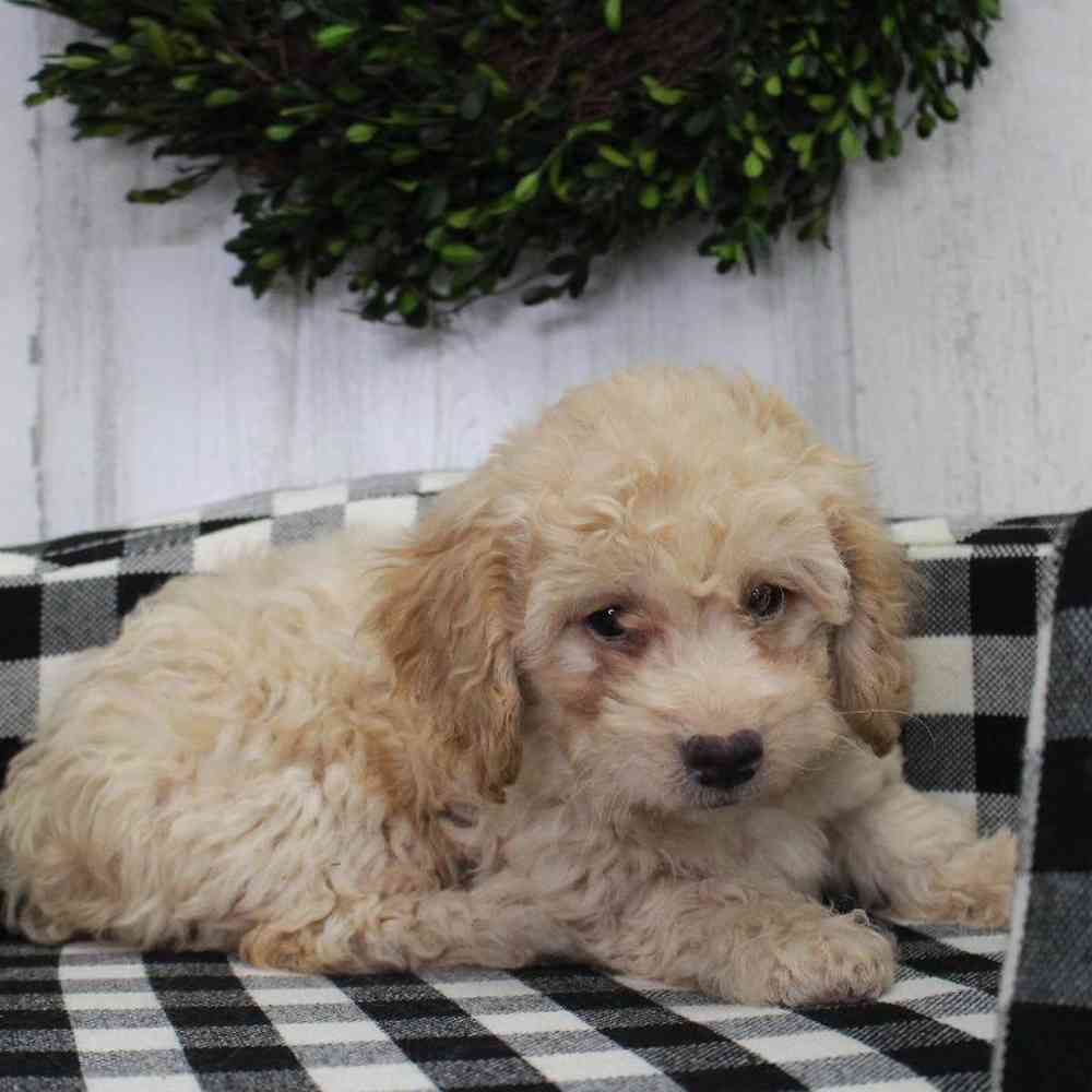 Female Cockapoo Puppy for sale