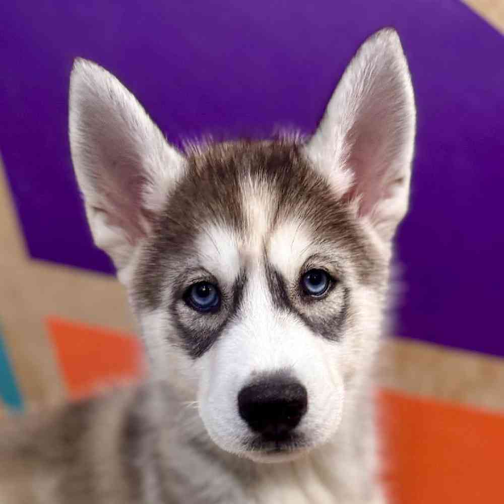Female Siberian Husky Puppy for Sale in Rogers, AR