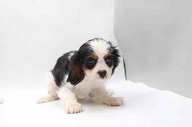 Cavalier King Charles Spaniel