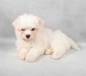 Maltese