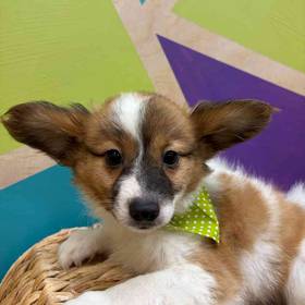 Papillon