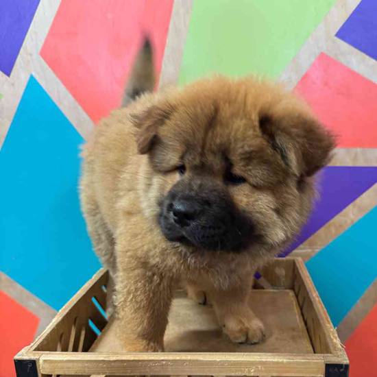 Chow Chow