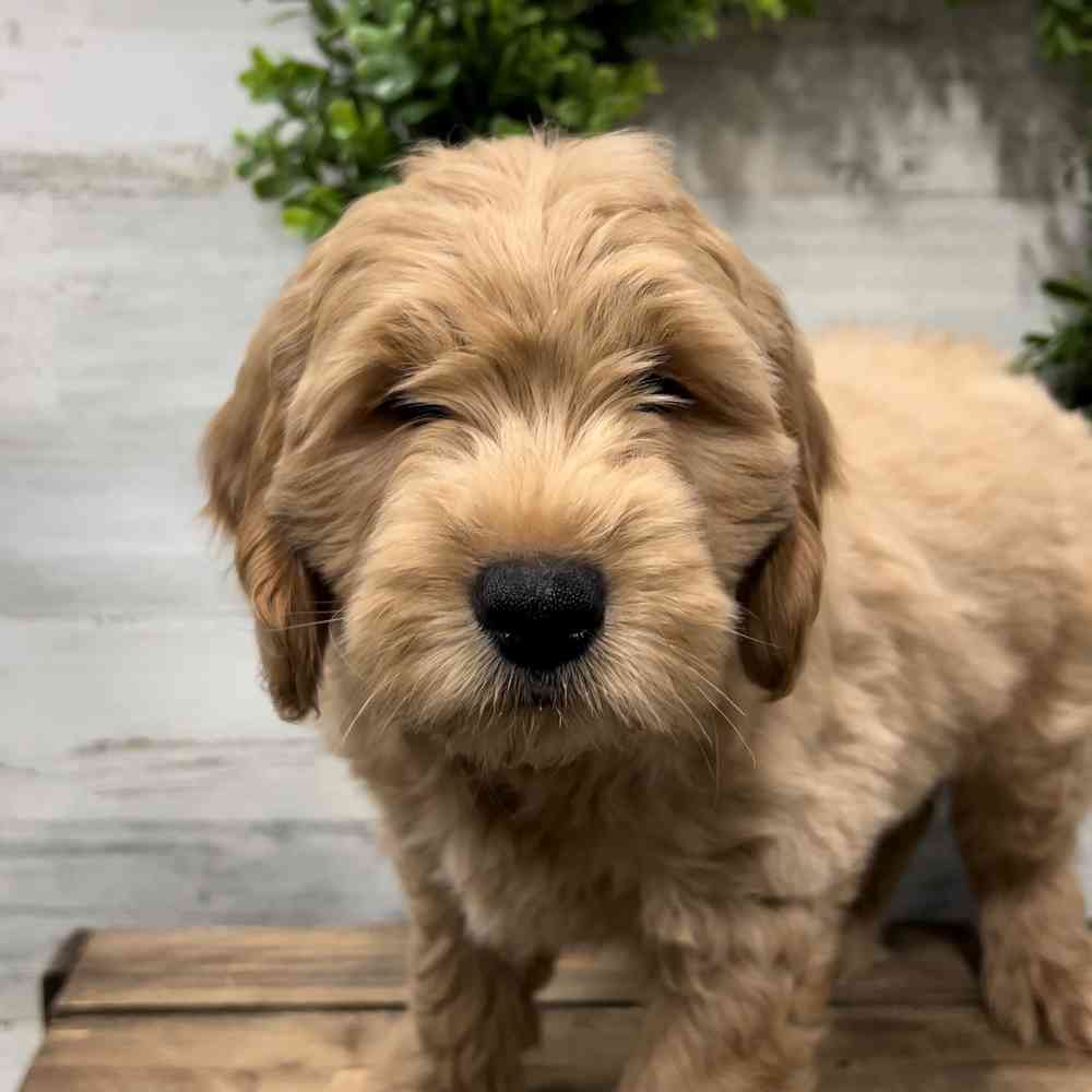 carousel pet images