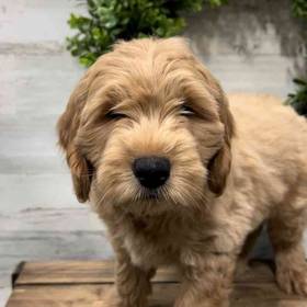 Mini Goldendoodle