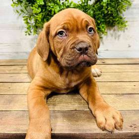 Dogue De Bordeaux