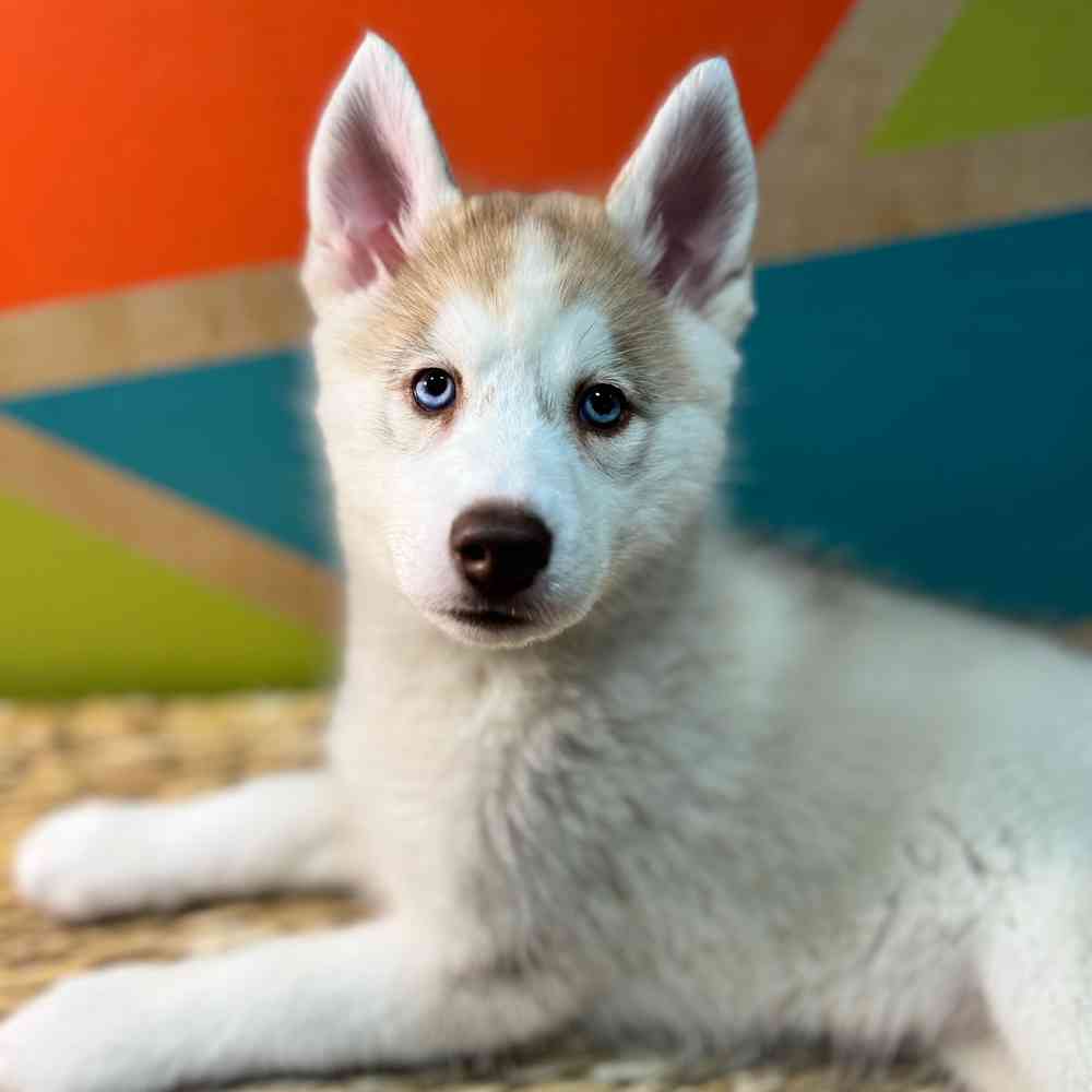 carousel pet images