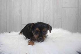 Silky Terrier