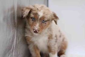 Australian Shepherd