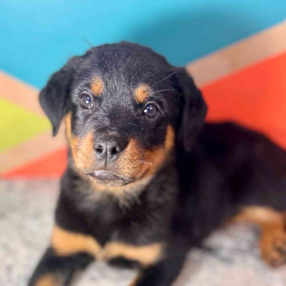 carousel pet images